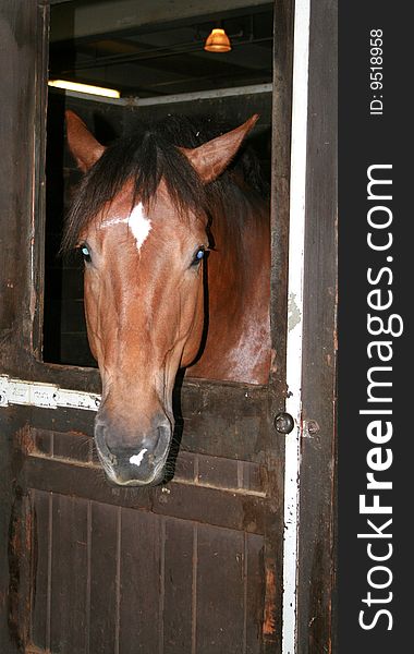 The portrait of horse in the frame of door