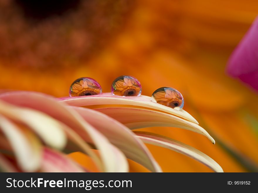 Three water drops on a leaf