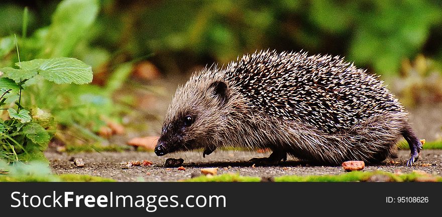 A hedgehog in the wild. A hedgehog in the wild.