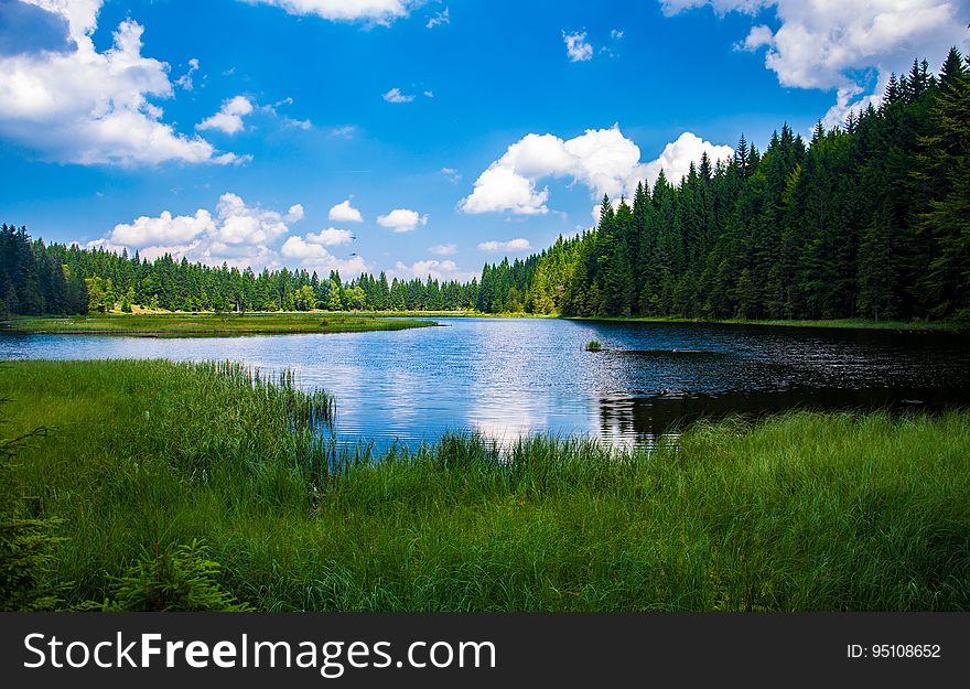 Scenic View of Lake in Forest