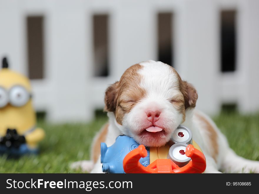 White And Brown Shih Tzu Mix Puppy With Minion Toy On Green Grass