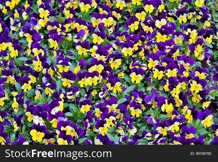 A garden with colorful yellow and violet pansies. A garden with colorful yellow and violet pansies.
