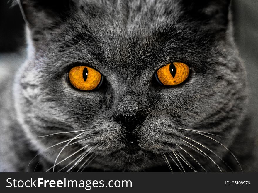 A close up portrait of a British Shorthair cat.