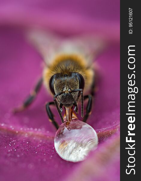 Macro image of a bee on a leaf drinking a honey drop from a hive