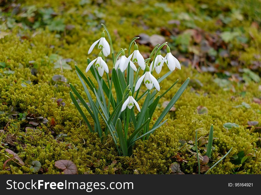 White crocuses blooming in a bed of moss.