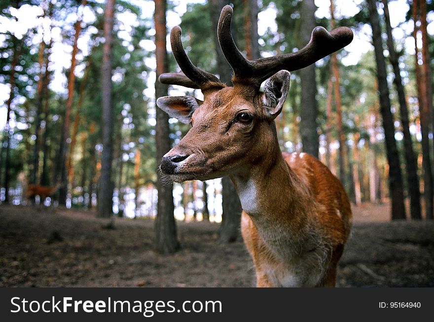 Brown Deer Near Trees