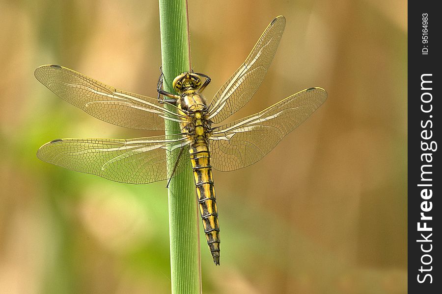 Yellow and Black Dragonfly on Green Stem during Daytime