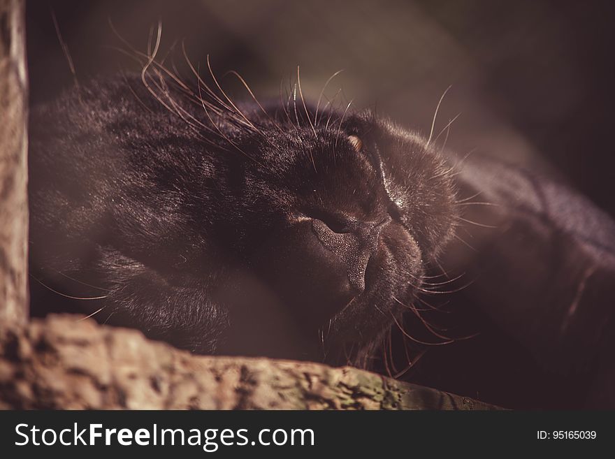 A black panther sleeping in the sun.