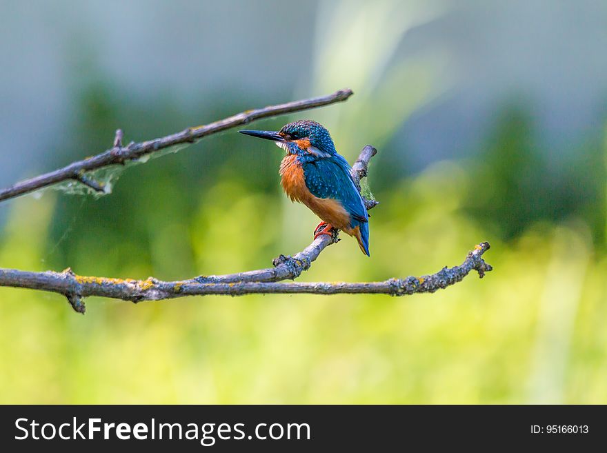 Kingfisher Bird On Branch