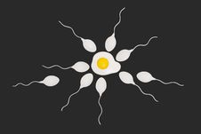 Sperms And Egg Stock Photography