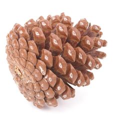 Pinecone Stock Images Pinecone Stock Images