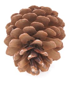 Pinecone Stock Photo Pinecone Stock Photo