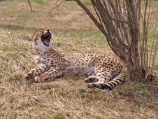Cheetah Yawning Stock Photography