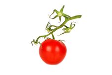 Fresh Tomato With Green Stalk Royalty Free Stock Photography
