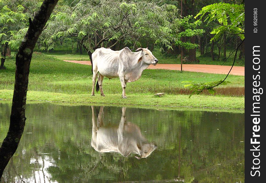 White buffalo about lake on Sri Lanka