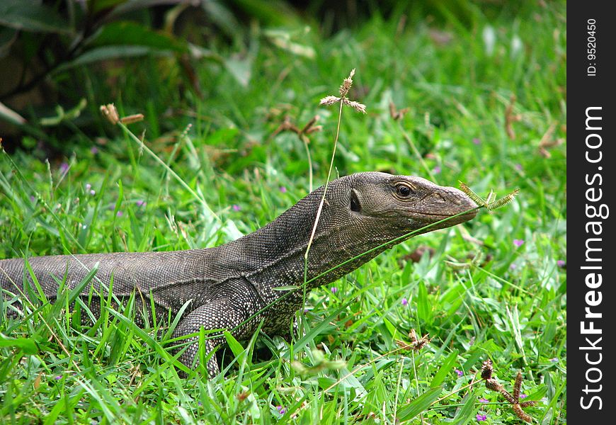 The lizard has hidden in a green grass. The lizard has hidden in a green grass