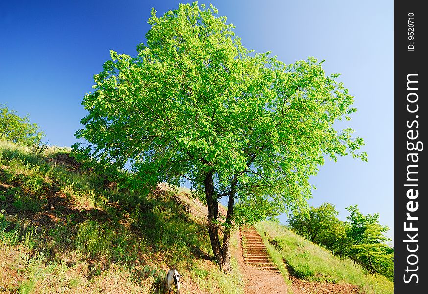 Landscape with  bright green tree on  background of  blue sky spring day