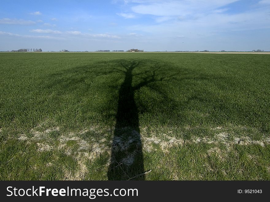 Shadow of an oak tree on grassland in the northern part of Holland. Shadow of an oak tree on grassland in the northern part of Holland