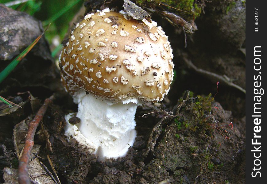 Nice mushroom in Carpatians wood