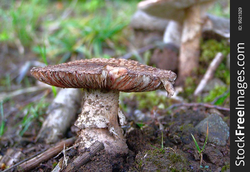 Beautiful mushroom in Carpatians wood