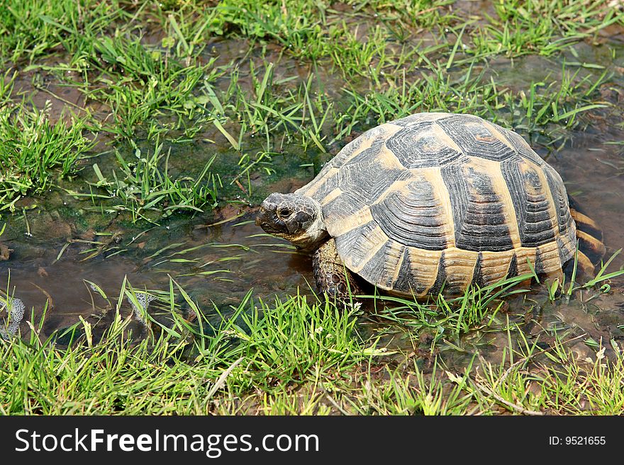 Tortoise Walking In The Water