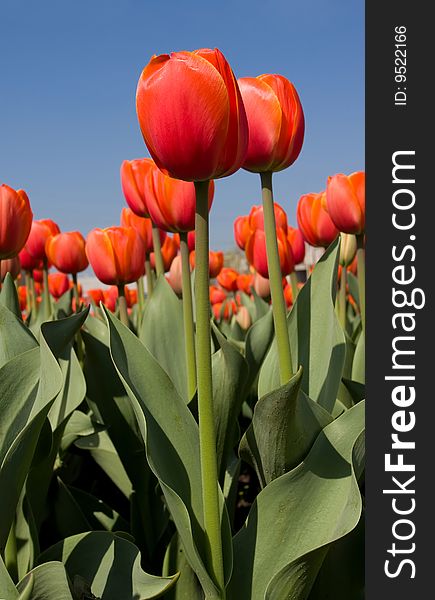 red tulips under the blue sky