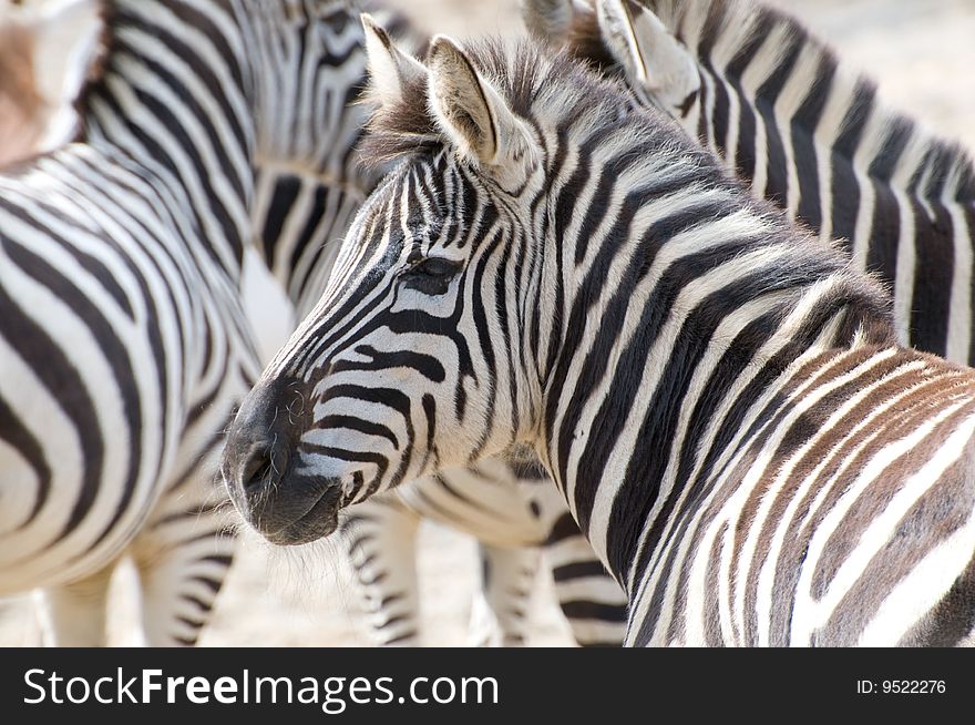 Zebras Meeting in the zoo