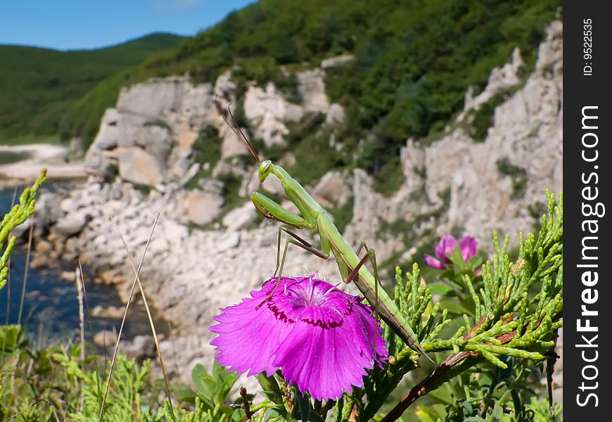 A close-up of the mantis on flower of a wild pink. On background are coastal rocks. A close-up of the mantis on flower of a wild pink. On background are coastal rocks.