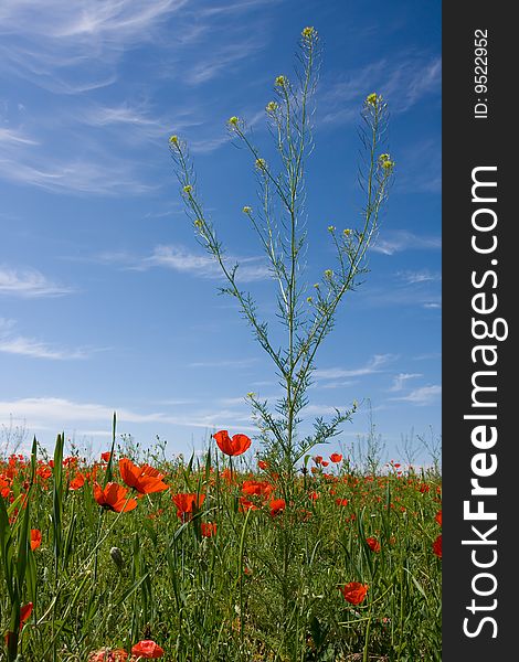 Red Poppy Field