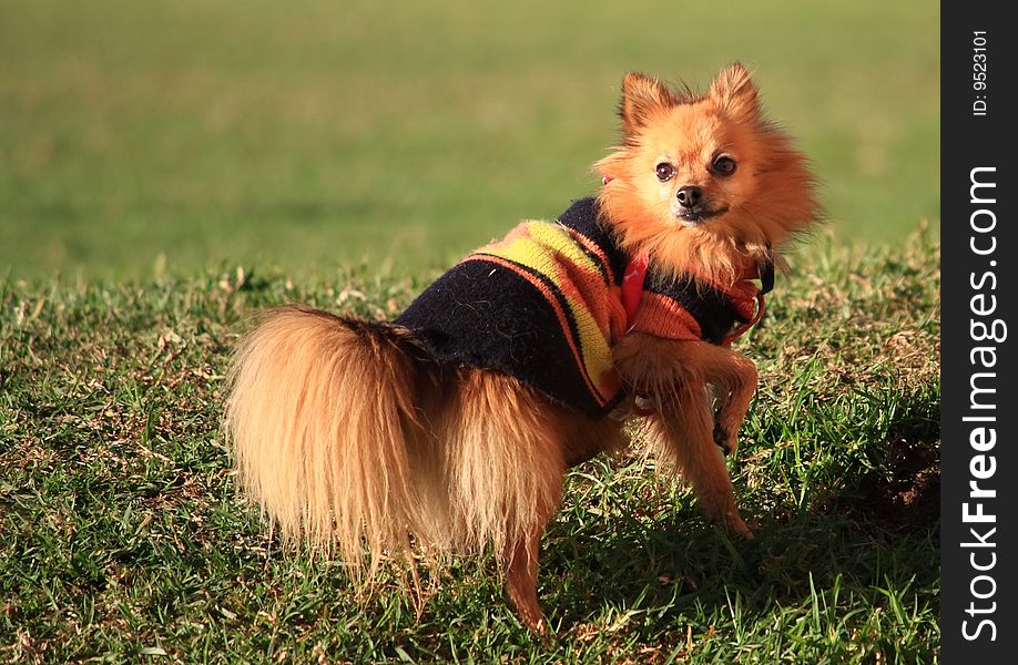 Pomeranian dog in park, with cover