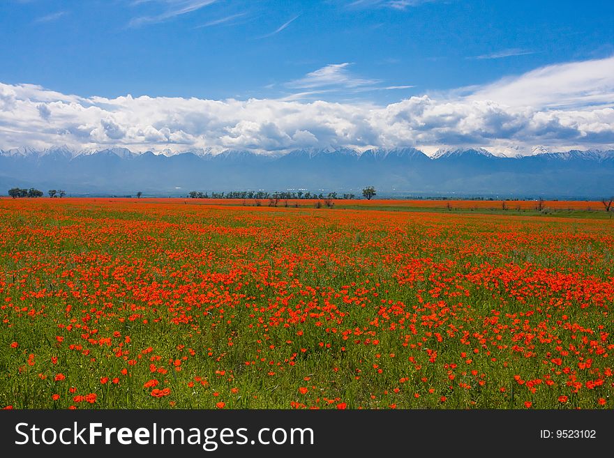 Beautiful red poppy field under the blue sky. Beautiful red poppy field under the blue sky