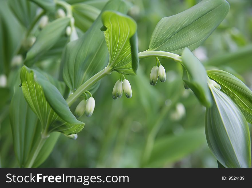 Lily of the valley in the garden