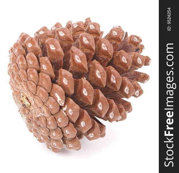 Pinecone