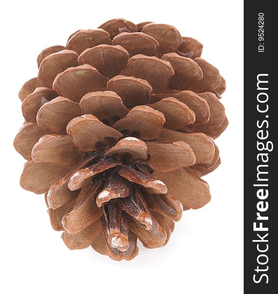 Nice brown pinecone isolated over white background