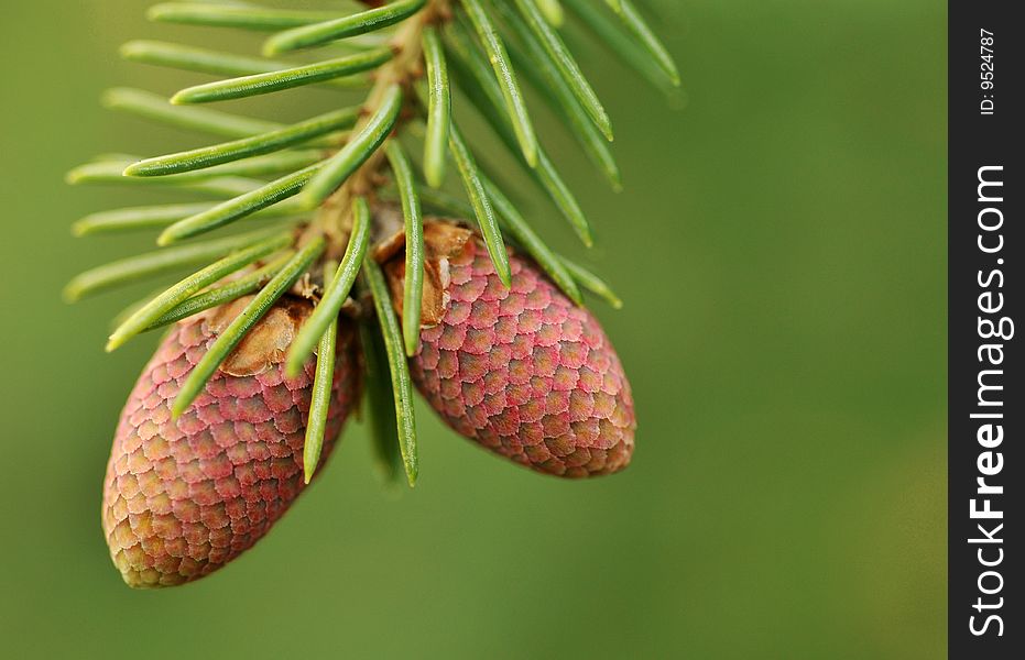 Close up on a green cone with leaves