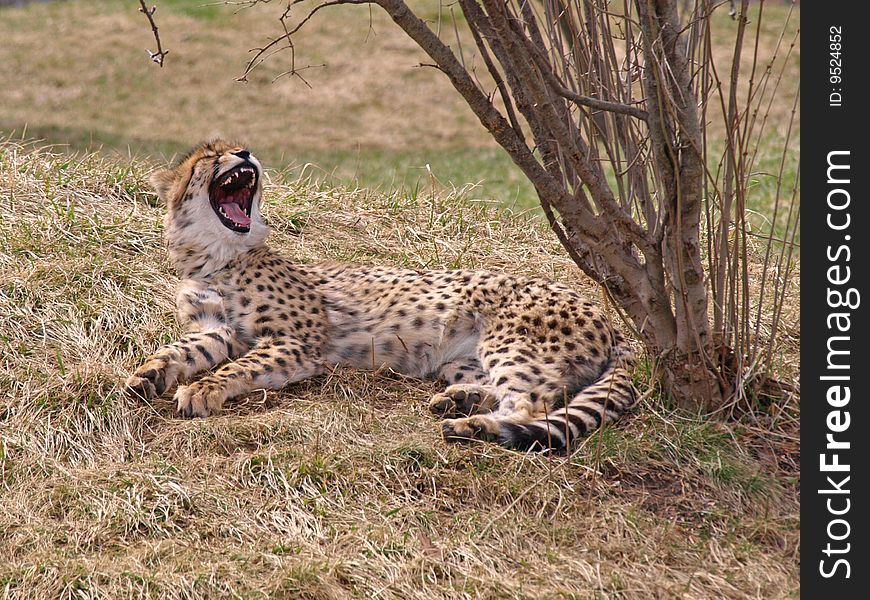 Cheetah yawning and relaxing in the grass