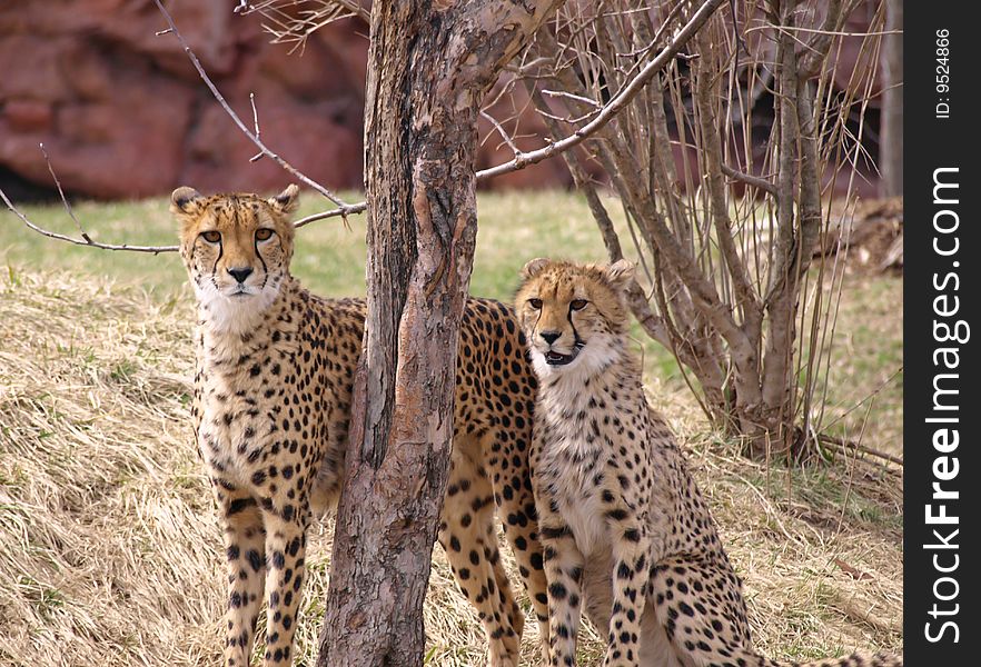 Two Cheetahs standing together by tree