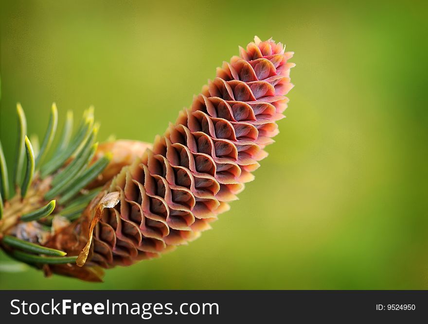 Close up on a green cone with leaves