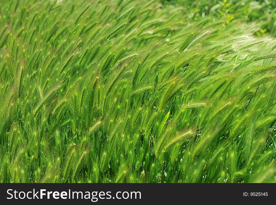 A beautiful green grass background. A beautiful green grass background