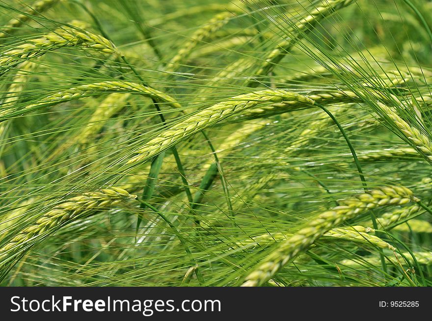 Close up of Green Wheat stems ears