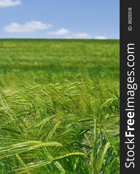 Field of Green Wheat stems ears