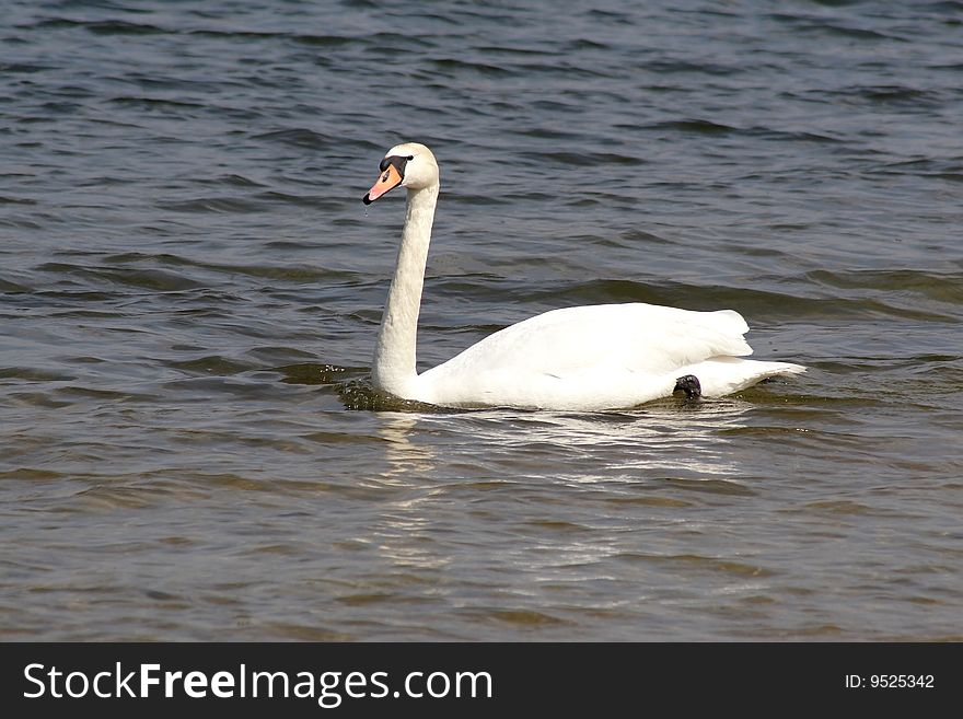 Swan on the spring lake