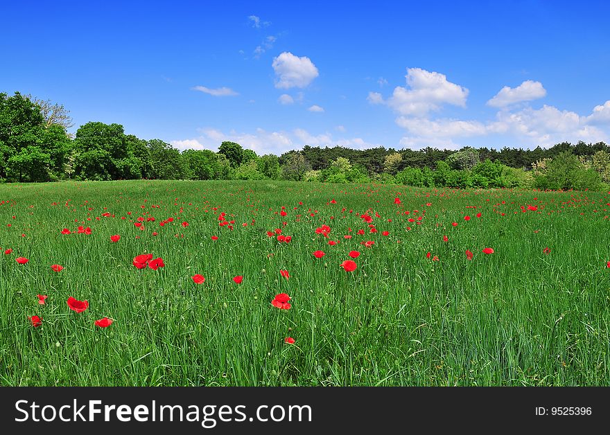 Filed of poppies with blue sky