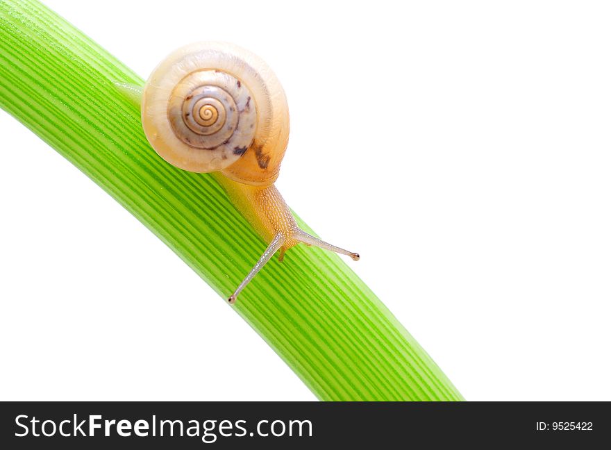 Snail moving on a green leaf