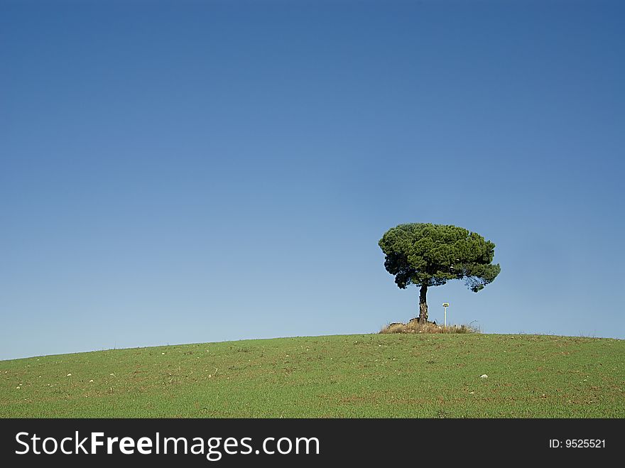 Alone tree on the meadow