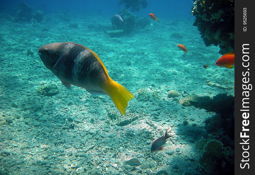 A swimming tropical yellow tailed fish