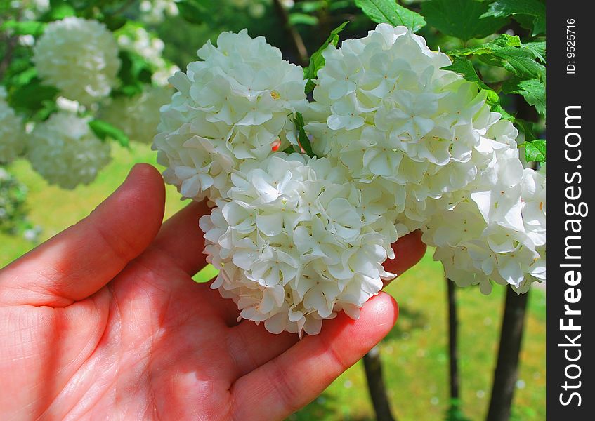 White spheres of flowers  are similar to snowballs, on lumps of a snow. A detail. White spheres of flowers   on a palm. White spheres of flowers  are similar to snowballs, on lumps of a snow. A detail. White spheres of flowers   on a palm.