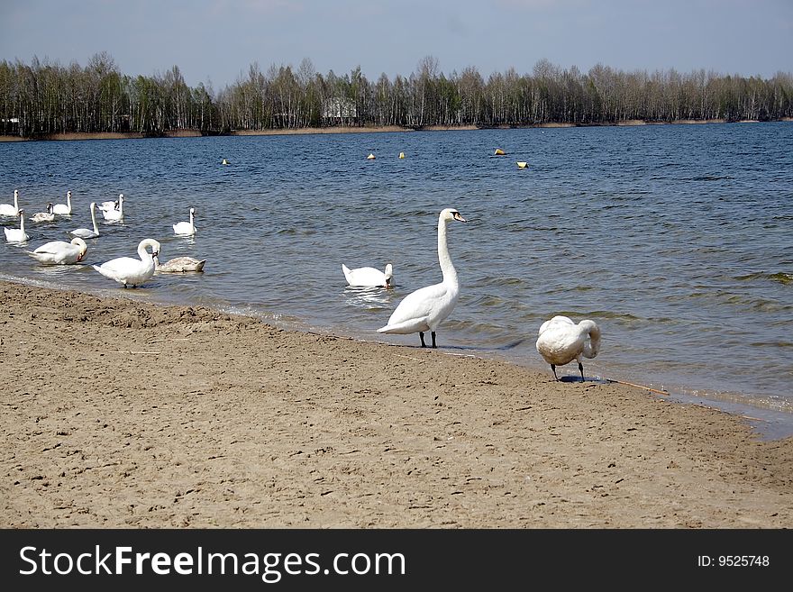 Swan on the spring lake. Swan on the spring lake