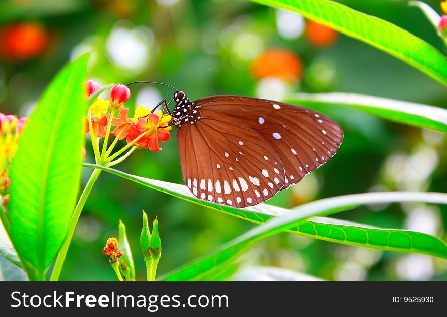 Monarch Butterfly.