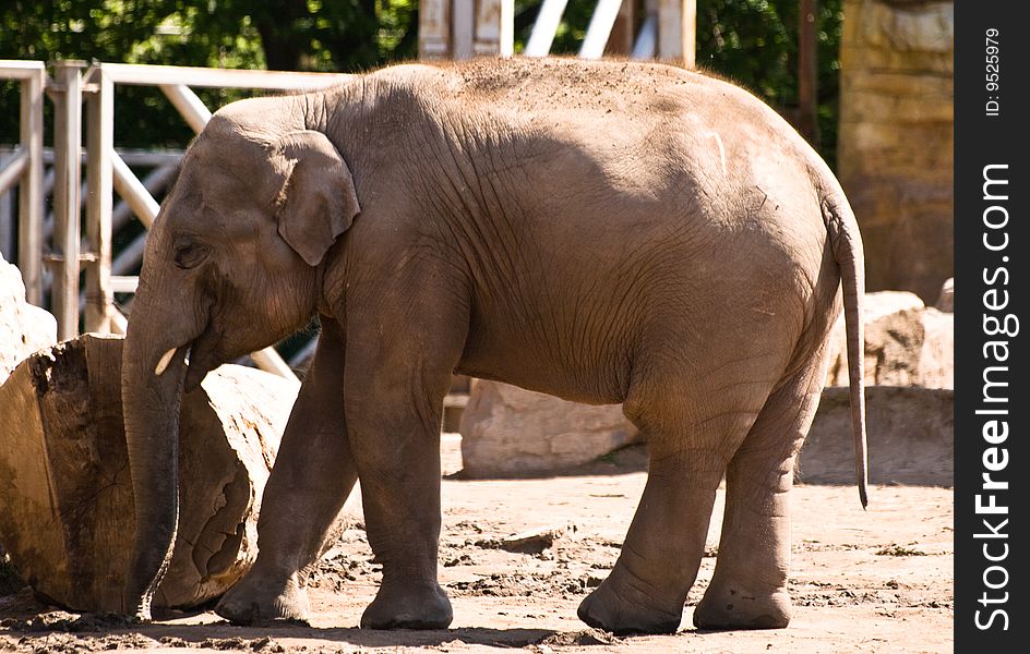 Baby elephant photographed at Chester zoo, May 24th 2009